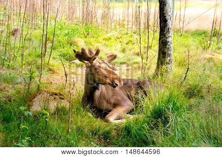 Young Elk Laying In The Grass