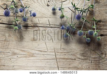 Wild Thistles, Thorns On Wooden Background