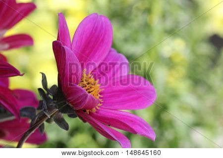 Purple Dahlia Flowers