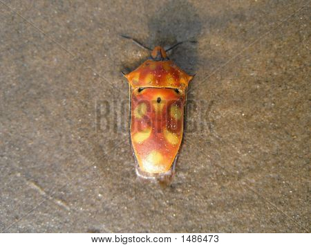 Zee Insect