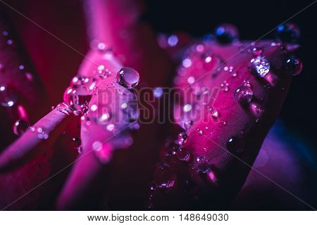 close-up beautiful rose with water drops. background