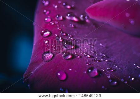 close-up beautiful rose with water drops. background