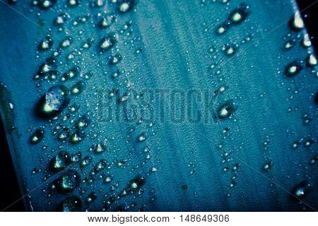 water drop on fresh blue leaf with blurred background