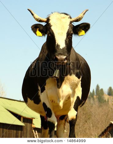 Černá a bílá kráva při pohledu kupředu