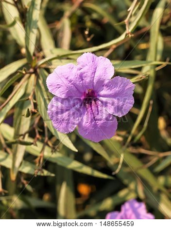 Closeup of purple ruellias flower in the garden