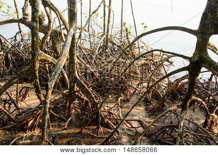 Mangroves forest in Tart Thailand, nature background