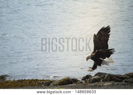 Wild Bald Eagle on the coast Haida Gwaii British Columbia Canada
