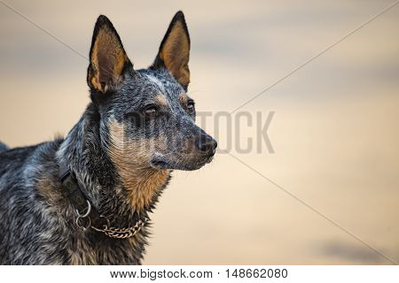 Puppy On The Beach