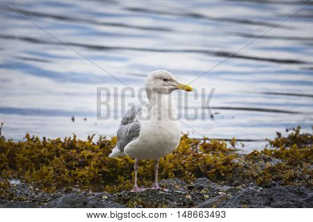 Herring Gulls