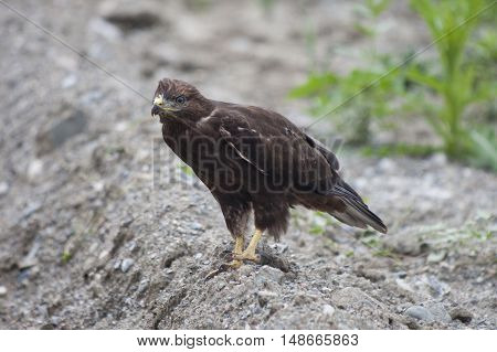 golden eagle (Aquila chrysaetos) on a ground