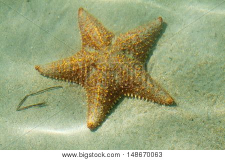 Underwater starfish, Oreaster reticulatus, over massive starlet coral in the Caribbean sea