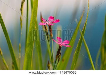 Blooming In Green Grass Wildflowers Meadow Carnations, Dianthus Pratensis Or Dianthus Chloroleucus In Summer Field At Sunset Sunrise. Close Up At Blue Background