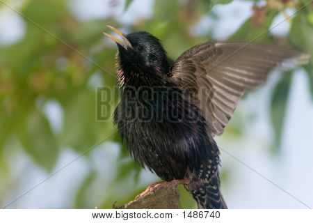Singing Bird