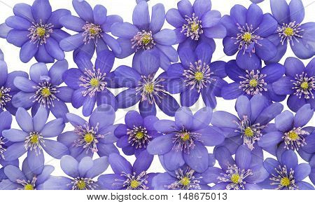 Hepatica nobilis flower on a white background