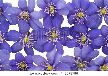 Hepatica nobilis flower on a white background