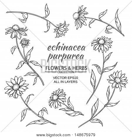 echinacea purpurea vector set on white background