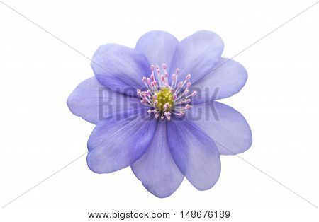 Hepatica nobilis flower on a white background