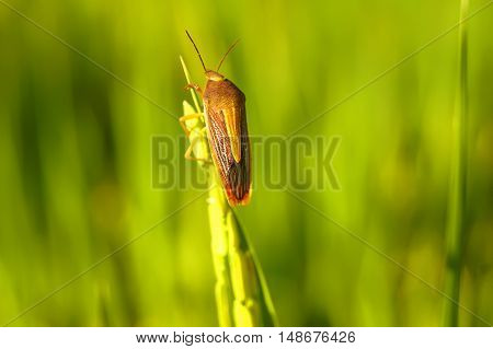 Coreid bug caught the ears of rice