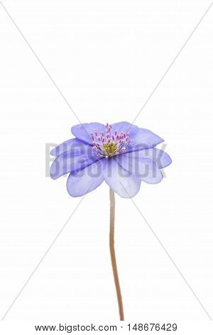 Hepatica nobilis flower on a white background