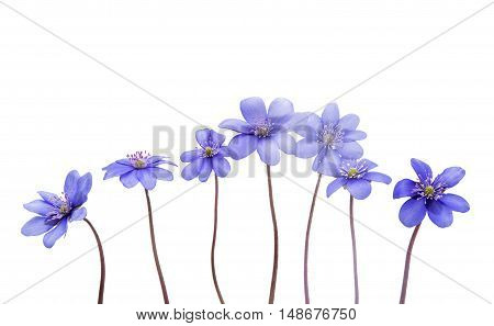 Hepatica nobilis flower on a white background