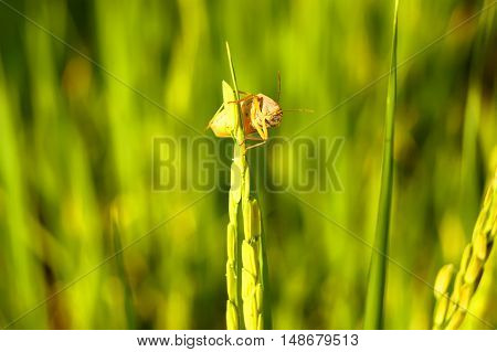 Coreid Bug Caught The Ears Of Rice