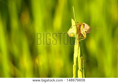 Coreid Bug Caught The Ears Of Rice