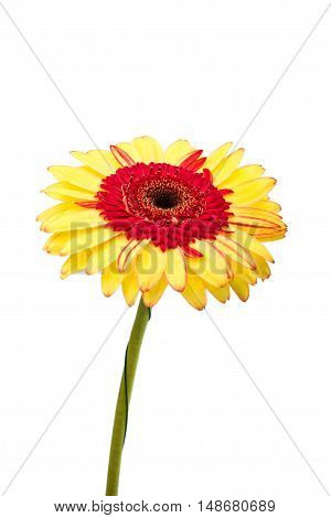 Gerber Daisy flower isolated on white background
