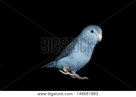 Mauve Forpus, Parakeet, Bird