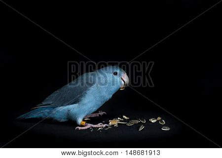 Forpus Bird Eating Sunflower Seed