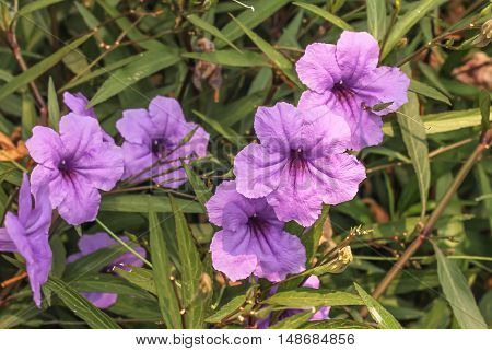Group of purple ruellias flower in the garden