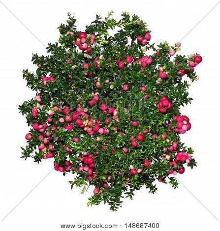 Evergreen Gaultheria mucronata plant with red berries isolated on white background