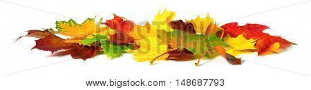 Fallen down autumn leaves in vivid colors studio isolated on white background