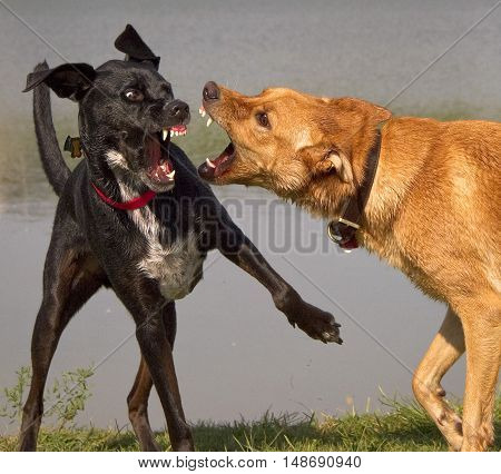 Two dogs ferociously baring their teeth at each other in front of a pond