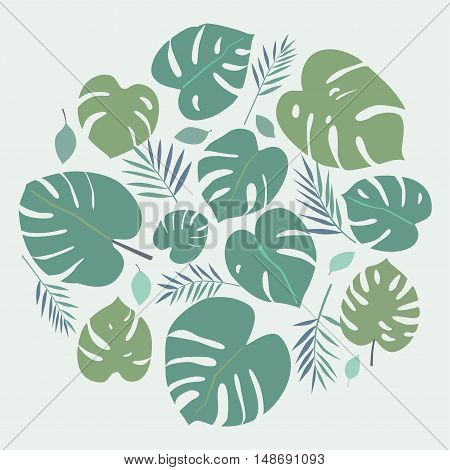 Tropical leaves. Greens leaves of exotic monstera plant.