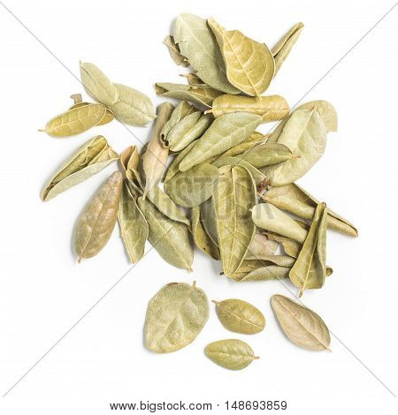Brazilian Boldo Leaves. Close-up Photo isolated in white background