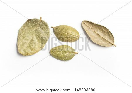 Brazilian Boldo Leaves. Close-up Photo isolated in white background