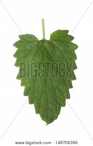 of lemon balm leaf isolated on white background.
