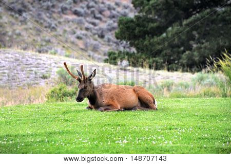 Young bull elk reclines on the grass near Mamoth Springs in Yellowstone National Park.