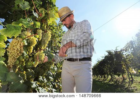 Grapes harvest Winemaker in vineyard autumn season
