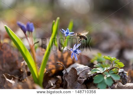 unblown wild growing squill (Scilla bifolia) blue early spring flower