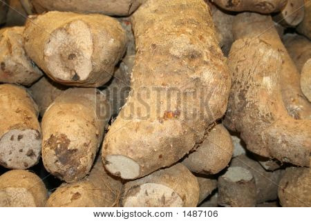 Malanga Root
