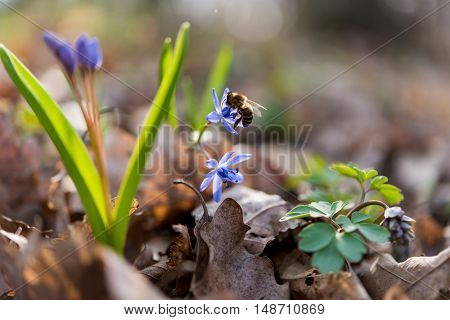 unblown wild growing squill (Scilla bifolia) blue early spring flower