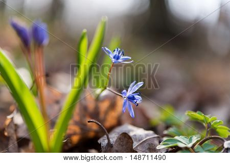 unblown wild growing squill (Scilla bifolia) blue early spring flower