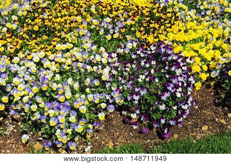 Bright And Colorful Pansies And Violas In A Flowerbed