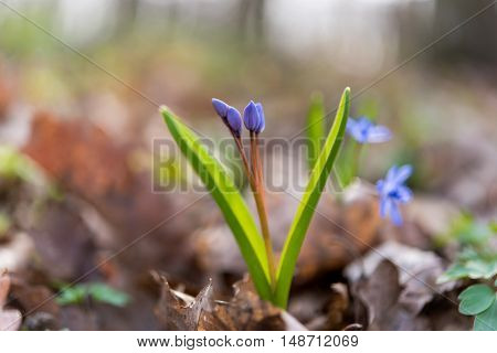 unblown wild growing squill (Scilla bifolia) blue early spring flower