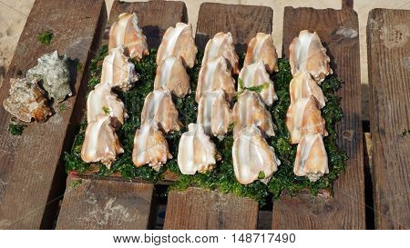fresh sea shells in santa maria in kape verde