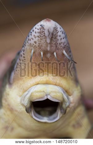 Close up view of the fresh small sturgeon fish on black fishing net. Fresh starlet fish just taken from the water. Starlet is a small sturgeon, farmed and commercially fished for its flesh and caviar.