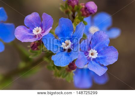Vibrant blue and purple wildflowers in the forget-me-not family known as stickseed