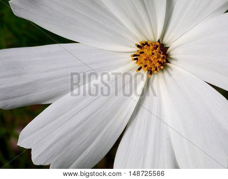 White Autumn Daisy Closeup with yellow center