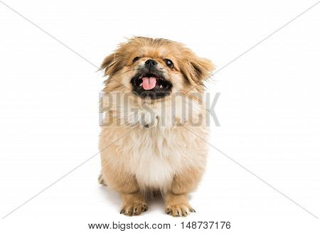 Pekingese  looking little dog on white background